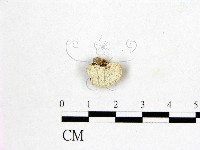 登錄號:F0017231藏品圖，第1張