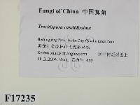 登錄號:F0017235藏品圖，第2張