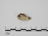 登錄號:F0017235藏品圖，第1張