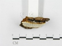 登錄號:F0017236藏品圖，第5張