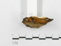 登錄號:F0017236藏品圖，第6張