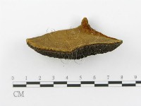 登錄號:F0017237藏品圖，第5張