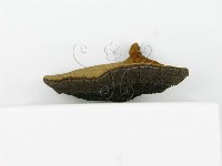 登錄號:F0017237藏品圖，第8張