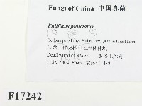 登錄號:F0017242藏品圖，第2張
