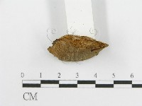登錄號:F0017242藏品圖，第5張