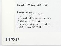 煙管菌藏品圖，第2張