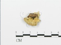 煙管菌藏品圖，第1張