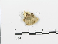 煙管菌藏品圖，第4張