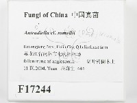 登錄號:F0017244藏品圖，第2張