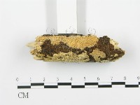登錄號:F0017244藏品圖，第4張