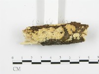 登錄號:F0017244藏品圖，第5張
