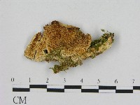 登錄號:F0017246藏品圖，第1張
