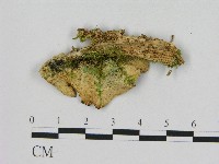 登錄號:F0017246藏品圖，第3張
