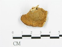 登錄號:F0017250藏品圖，第4張