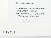 登錄號:F0017251藏品圖，第2張