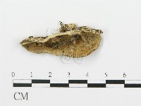 登錄號:F0017251藏品圖，第4張