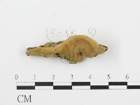 登錄號:F0017251藏品圖，第5張