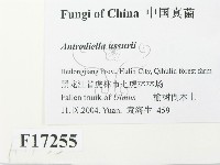 登錄號:F0017255藏品圖，第2張