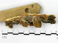 登錄號:F0017258藏品圖，第4張