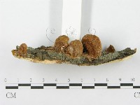 登錄號:F0017258藏品圖，第6張
