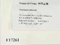 松生擬層孔菌藏品圖，第2張