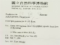 松生擬層孔菌藏品圖，第3張