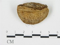 松生擬層孔菌藏品圖，第1張