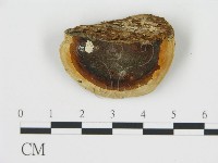 松生擬層孔菌藏品圖，第4張