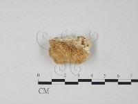 登錄號:F0017262藏品圖，第1張