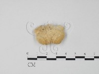 登錄號:F0017262藏品圖，第3張