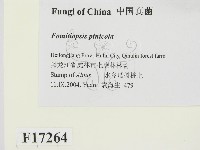 松生擬層孔菌藏品圖，第2張