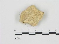 松生擬層孔菌藏品圖，第1張