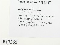 登錄號:F0017265藏品圖，第2張