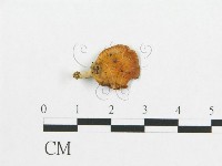 登錄號:F0017265藏品圖，第4張