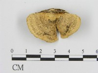 登錄號:F0017266藏品圖，第1張