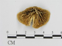 登錄號:F0017266藏品圖，第3張