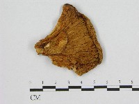 登錄號:F0017268藏品圖，第3張
