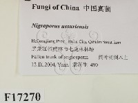 登錄號:F0017270藏品圖，第2張