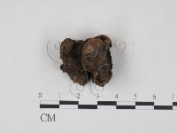 登錄號:F0017270藏品圖，第1張