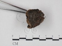 登錄號:F0017270藏品圖，第3張