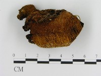 登錄號:F0017272藏品圖，第1張