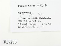 硬孔菌屬藏品圖，第2張