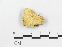 硬孔菌屬藏品圖，第4張