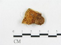 硬孔菌屬藏品圖，第5張