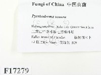 登錄號:F0017279藏品圖，第2張