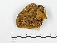 登錄號:F0017279藏品圖，第1張