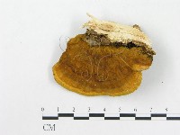 登錄號:F0017279藏品圖，第4張