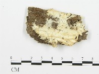 登錄號:F0017284藏品圖，第1張