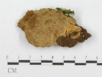 登錄號:F0017285藏品圖，第1張