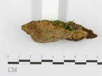登錄號:F0017285藏品圖，第5張